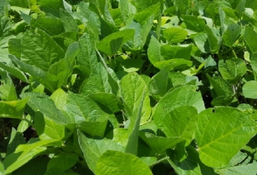 A través de la fertilización foliar se puede garantizar el aporte de nutrientes esenciales para la formación de las plantas, en su crecimiento y desarrollo, lo que aumentará las posibilidades de obtener altos rendimientos”, afirma Miguel Andrés Amado, Gerente de Agronomía para Yara Colombia. Foto: Yara Argentina nutrición foliar, macro y micronutrientes, bloqueos en el suelo, condiciones de estrés en el ambiente, capacidad de las raíces para capturar nutrientes, Yara, elementos esenciales como calcio, zinc, boro, cobre, manganeso y hierro que ayudan a mitigar los períodos de estrés de las plantas, Miguel Andrés Amado Gerente de Agronomía para Yara Colombia, suministro de nutrientes específicos, CONtexto ganadero, noticias ganaderas, agricultura
