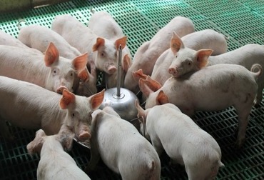 La industria porcícola mexicana produjo poco más de 1 millón 500 mil toneladas durante el 2018. Foto: CONtexto ganadero. Ganadería, ganadería colombia, noticias ganaderas, noticias ganaderas colombia, CONtexto ganadero, cerdos, producción de cerdo, porcicultura, porcicultura, porcicultura en méxico, producción porcícola en méxico, estrés en cerdos, calidad de la carne de cerdo, boehringer Ingelheim Animal, Enterisol Ileitis®,
