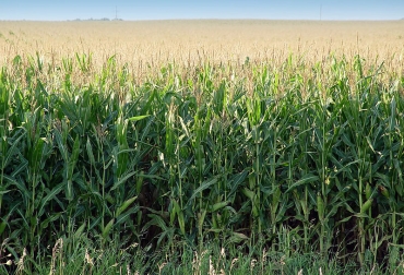 Las altas concentraciones de nitrógeno generan mayores costos para los agricultores. Foto: Unimedios. Ganadería, ganadería colombia, noticias ganaderas, noticias ganaderas colombia, CONtexto ganadero, rendimiento del maíz, Ninibeth Sarmiento, magíster en Ingeniería Agrícola de la Universidad Nacional, manejo del cultivo, agencia de noticias UN, maíz, maíz en colombia, fenalce, cultivo de maíz,