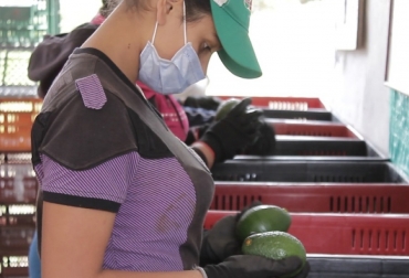 La empresa produce tiene 100 hectáreas de aguacate hass para su producción. Foto: Gobernación de Antioquia. Ganadería, ganadería colombia, noticias ganaderas, noticias ganaderas colombia, CONtexto ganadero, Terrapalta, aguacate hass, ICA, aguacate hass en antioquia, Gobernación de Antioquia, aguacate, aguacate Colombia