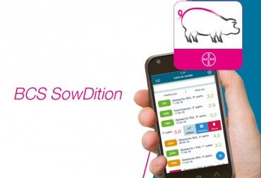 La aplicación está disponible para android y IOS. Foto: bayervetconecta.com ganadería, ganadería colombia, noticias ganaderas, noticias ganaderas colombia, contexto ganadero, sowdition, app sowdition, sowdition bayer, app para cerdos, app agropecuarias, tecnología agropecuaria, registros cerdos, carlos andrés álvarez,