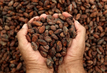 ‘El efecto cacao’ trabajará con pequeños productores, a quienes se les brindará asistencia técnica, investigación, comercialización y cultivo empresarial. Foto: donpolitikon.com Ganadería, ganadería colombia, noticias ganaderas, noticias ganaderas colombia, CONtexto ganadero, cacao, cacao huila, el efecto cacao, cacao en colombia, siembra de cacao, cacao huilense,