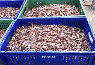 Las harinas tienen contenidos de proteína importantes tanto en la cabeza como en el exoesqueleto en fresco. Foto: Natalia Polo Henao - Agencia de Noticias UN. Ganadería, ganadería colombia, noticias ganaderas, noticias ganaderas colombia, CONtexto ganadero, harina de camarones, uso harina de camarones, concentrado, concentrado para animales, Unal, agencia de noticias UN, Nathalia Polo Henao, magíster en Ciencias Agrarias de la Universidad Nacional sede Palmira