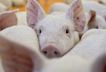 La autoridad sanitaria tomó esta decisión en consenso con el sector porcícola y la exclusión incluye todas las líneas productivas de cerdos del país. Foto: curiosfera.com Peste Porcina Africana, PPA, requisitos sanitarios, prohibición ICA, Agroexpo 2019