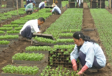 A partir del 31 de agosto, empezará el VIII Diplomado en Agricultura ecológica. Foto: Agencia de Noticias UN. Ganadería, ganadería colombia, noticias ganaderas, noticias ganaderas colombia, CONtexto ganadero, agroecología, agroecología en colombia, diplomado en agroecología, universidad nacional, Idea, Instituto de Estudios Ambientales, agencia de noticias UN