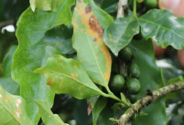 Para bajar o evitar el impacto de la roya y sus nuevas razas, incluso si se tienen variedades resistentes, Elías de Melo, investigador en café del CATIE, recomienda a los productores que hagan un manejo integrado del cafetal. Foto: CATIE Café, roya, América Latina y el Caribe, Nuevas razas de roya atacan el café de América Latina y el Caribe, variedades con resistencia, Híbridos F1 de café, CATIE, Elías de Melo investigador en café del CATIE, CONtexto ganadero, noticias del sector agrícola, café
