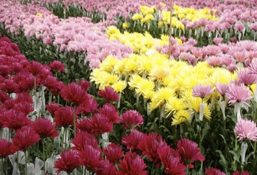 La hidratación, temperatura y cuidado son algunos de los aspectos a tener en cuenta antes de comprar una flor. Foto: eltiempo.com Ganadería, ganadería colombia, Ganadería colombiana, CONtexto ganadero, noticias ganaderas, noticias ganaderas colombia, agricultura, floricultor, flores, escoger flores, asocolflores, tips flores, hidratacion flores, exportacion flores, floricultores, ganaderos, ganaderos colombia, agricultores Colombia, floricultores colombia