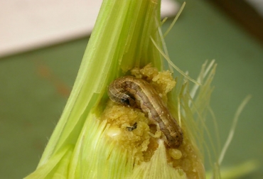 El bioinsecticida fue creado por investigadores de la Universidad Nacional sede Medellín para combatir el gusano cogollero. Foto: Agencia de Noticias UN. Ganadería, ganadería colombia, noticias ganaderas, noticias ganaderas colombia, CONtexto ganadero, neem, árbol de neem, bioinsecticida a base de neem, Universidad Nacional sede Medellín, Superintendencia de Industria y Comercio, gusano cogollero, gusano del maíz, plagas, control de plagas