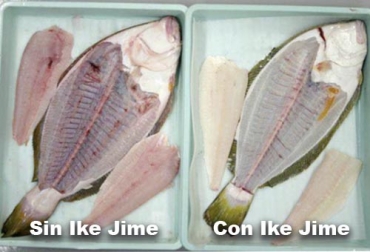 Como se puede notar, con la técnica de sofocación, la carne de los pescados queda con coágulos de sangre, mientras que el ikejime evita su aparición. Foto: curiosidadgastronomica.wordpress.com Ikejime, sacrificio pescado, sacrificio pescado Japón, pesca, recursos pesqueros, pescado, carne de pescado, acuicultura, método para sacrificar pescado, técnica ikejime, sistema nervioso pescado, pescado estrés, pez estrés, CONtexto ganadero, noticias ganaderas, vacas, agricultura, ganaderos colombia, noticias ganaderas colombia