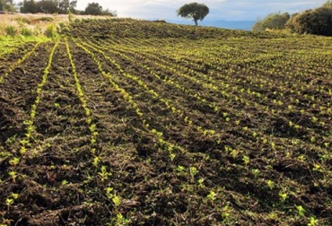 La labranza mínima permite la siembra de cultivos sin necesidad de mecanización del suelo. Foto: Agronegocios.co Formas de realizar la labranza mínima, beneficios labranza mínima, renovación de suelos, labranza mínima, labranza mínima Colombia, labranza cero, labranza mínima en surcos, labranza mínima puntual, Colombia, labranza mínima, labranza de conservación, CIPAV labranza, Fedegán labranza, SENA labranza, CONtexto ganadero, ganadería colombia, noticias ganaderas colombia