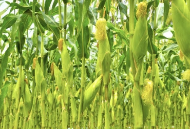 Maíz para Colombia es un plan con una estrategia con una visión a 2030 para el sustento y rentabilidad del sector. Foto: mas-mexico.com.mx Ganadería, ganadería colombia, Ganadería colombiana, plan estratégico ‘Maíz para Colombia’ CONtexto ganadero, noticias ganaderas, noticias ganaderas colombia, maiz para colombia, Cimmyt, CIAT, maíz colombia, plan estrategico maiz, maíz, maiceros colombianos, productor maiz, colombia maiz 2030