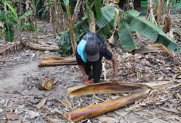 Colombia aún está a tiempo de tomar medidas fitosanitarias y de bioseguridad para controlar la propagación del Foc R4T. Foto: Agencia de Noticias UN. ganadería, ganadería colombia, noticias ganaderas, noticias ganaderas colombia, contexto ganadero, fusarium oxysporum raza 4 tropical, Foc R4T, enfermedad del banano, enfermedad del banano en colombia, agencia de noticias UN, unal, ica, plagas, plagas colombia,
