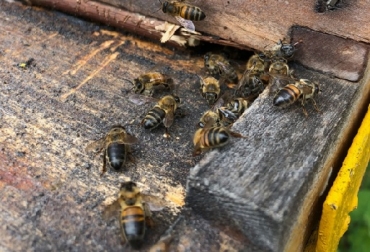 Estudios realizados afirman que 70 de cada 100 productos alimenticios dependen de su función polinizadora para garantizar su cantidad y calidad, y eso sin contar la contribución al mantenimiento de la biodiversidad y el equilibrio ecológico. Foto: Corpoica Colombia, 1er Congreso de Apicultura Intercontinental, las abejas están muriendo, La producción melífera y su función polinizadora son indispensables para la alimentación humana, AGROSAVIA, conservación de la especie Apis, crear conciencia sobre la importancia ambiental, cultural y productiva de las abejas, CONtexto ganadero, agricultura