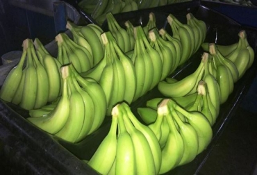 Países como Bolivia, Belice, Brasil, Cuba, Guatemala, México, Nicaragua, Panamá, Paraguay, Perú, República Dominicana, Costa Rica, Ecuador y Colombia trabajan unidos contra la enfermedad del banano. Foto: ICA. Ganadería, ganadería colombia, noticias ganaderas, noticias ganaderas colombia, CONtexto ganadero, ICA, Asbama, augura, Cenibanano, fusarium oxysporum raza 4 tropical, Foc R4T, enfermedad del banano, enfermedad del banano en colombia, plagas, plagas colombia, PMU fusarium, pmu guajira, pmu urabá, pmu magdalena, fusarium colombia, medidas fusarium colombia