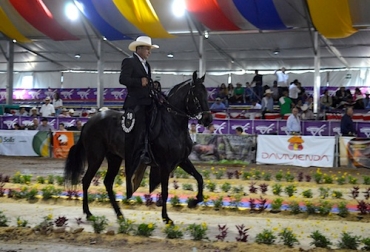 La especie fue incluida en el Sistema de Información sobre la Diversidad de los Animales Domésticos de la FAO. Foto: CONtexto ganadero. Ganadería, ganadería colombia, noticias ganaderas, noticias ganaderas colombia, CONtexto ganadero, paso fino, Paso Fino Colombiano, caballo colombiano, caballo paso fino colombiano, FAO, Recursos Genéticos Animales, RGA, viceministra de Asuntos Agropecuarios de MinAgricultura, Marcela Urueña Gómez, Diversidad de los Animales Domésticos, DAD-IS, Juan Esteban Vélez, presidente de Asdesilla