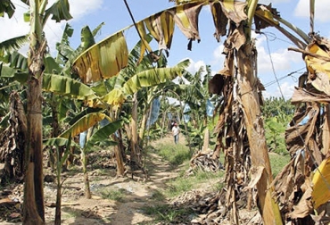 ganaderia, ganaderia colombia, ganaderia colombiana, contexto ganadero, noticias ganaderas, noticias ganaderas colombia, agricultura, agricultura colombia, noticias agricolas colombia, fusarium, hongo fusarium la guajira, fusarium banano, sintomas fusarium, recomendaciones fusarium, agricultores, agricultores colombia