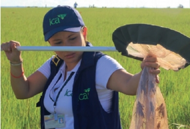 La plaga de la langosta puede acabar con un cultivo en cuestión de pocos días si no se controla a tiempo. Foto: ICA ganadería, ganadería Colombia, ganadería colombiana, contexto ganadero, noticias ganaderas, noticias ganaderas Colombia, plaga de la langosta, plaga bíblica, plaga Egipto, plaga langosta Colombia, prevención plaga langosta, grillos, cultivos, plagas en cultivos, ganaderos, agricultores