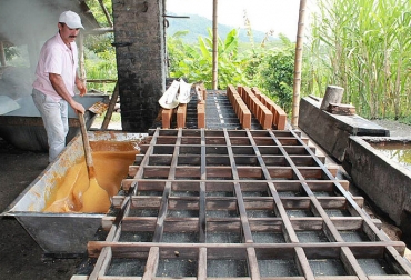 Más de 350 mil familias en Colombia dependen de la panela. Foto: Agencia de Noticias UN. ganadería, ganadería colombia, noticias ganaderas, noticias ganaderas colombia, contexto ganadero, panela, crisis panelera, crisis panela colombia, tecnología panela, universidad nacional, unimedios, agencia de noticias un, fedepanela,