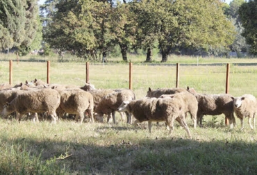 el patoreo integrado en ovinos basa su fundamentación en el manejo, la nutrición y la sanidad de estos animales. Foto: inta.gob.ar ganaderia, ganaderia colombia, ganaderia colombiana, contexto ganadero, noticias ganaderas, noticias ganaderas colombia, patoreo integrado ovinos, pastoreo integrado, ovinos, caprinos, sanidad hovinos, nutricion ovinos, manejo ovinos, ganaderos, granjas, ganaderos colombia