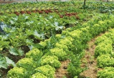 La siembra simultánea de cultivos trae muchas más ventajas ambientales y económicas que los monocultivos. Foto: sistemaagricola.com.mx Policultivos, cultivos asociados, Prácticas para uso y manejo sostenible del suelo, importancia del suelo, calidad suelo, asociación cultivos, cultivos, guía buenas prácticas para gestión y uso sostenible del suelo en áreas rurales de la FAO, uso del suelo agrícola en Colombia, uso del suelo en colombia, suelo ganadería, suelo agricultura, Ministerio de Ambiente, FAO, Organización de las Naciones Unidas para la Alimentación y la Agricultura, CONtexto ganadero, ganaderos colombia, noticias ganaderas colombia