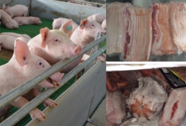 Los productores recibieron información sobre la PPA. Foto: ICA. ganadería, ganadería colombia, noticias ganaderas, noticias ganaderas colombia, contexto ganadero, ICA producción porcina, producción porcíola, PorkColombia, peste porcina africana, PPA, Diego Rojas, subgerente de Protección Fronteriza del ICA, Ana María Martínez, gerente seccional del ICA en Quindío, Mario Peña, director nacional del programa de erradicación de Peste Porcina Clásica, Mario Peña Sanidad PorkColombia, sanidad animal, enfermedades porcinas, Quindío,
