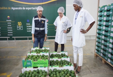 El departamento tiene más de $900 mil millones para financiar las propuestas agrícolas. Foto: occidente.co. Ganadería, ganadería colombia, noticias ganaderas, noticias ganaderas colombia, CONtexto ganadero, agro, agro valle del cauca, proyectos agrícolas valle del cauca, asociatividad, 930 mil millones, campo del valle