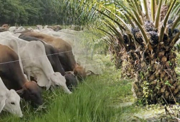 La recomendación es que el productor divida la finca en un espacio dedicado a la ganadería y otro a la palmicultura. Foto: vanguardia.com - barrancabermeja.gov.co ganadería, ganaderia colombia, ganaderia colombiana, contexto ganadero, noticias ganaderias, noticias ganaderas colombia, cenipalma, ganaderia, palmicultura, siembra palma de aceite, prudicion del cogollo, ganaderos, ganaderos colombia