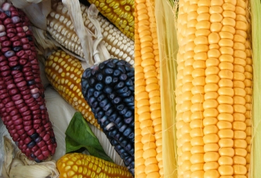 "El hibrido mejorado como un transgénico puede llegar a producir de 8 mil a 12 mil kilos”, afirma Díaz Rodríguez. Foto: ecoosfera.com - conocerlaagricultura.com ganaderia, ganaderia colombia, ganaderia colombiana, contexto ganadero, noticias ganaderas, noticias ganaderas colombia, maiz, maiz convencional maiz transgenico, transgenico, hibrido mejorado, nutricion maiz transgenico, rentabilidad, agricultura, agricultores colombia, ganaderos, ganaderos colombia