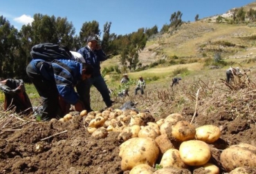 La petición radica en no retirar el arancel a la papa congelada que proviene de Europa. Foto: elfrente.com.co ganadería, ganadería colombia, noticias ganaderas, noticias ganaderas colombia, contexto ganadero, papa, papa colombia, papa colombiana, fedepapa, papa boyacá, dumping, medidas antidumping, papa congelada, papa congelada de europa, gobernación de boyacá, carlos amaya,