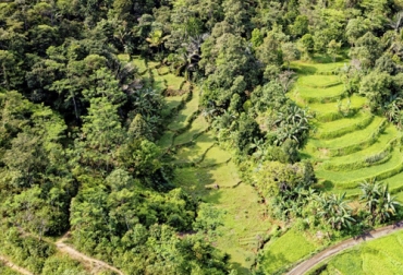 Los árboles que fijan nitrógeno o la cobertura vegetal son alternativas para recuperar los suelos que están degradados. Foto: pxhere.com Árboles suelo, recuperación suelo, cobertura vegetal, suelo, árboles fijadores de nitrógeno, cobertura de los árboles, Suelo es recurso no renovable, importancia suelo agricultura, suelos Colombia, suelo recurso, define cobertura vegetal, leguminosas, Ganadería, Ganadería colombiana, noticias ganaderas, noticias ganaderas colombia, CONtexto ganadero