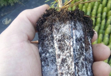 Las micorrizas son hongos benéficos que ayudan a una mejor nutrición del sistema radicular de la planta. Foto: agriculturers.com Micorrizas, define micorriza, micorriza agricultura, micorriza ganadería, micorrizas nutrición animal, micorriza, Microorganismos, microorganismos benéficos para ganadería, Ganadería Sostenible, ganadería racional, CONtexto ganadero, ganaderos Colombia, ganadería, ganadería Colombia, noticias ganaderas Colombia