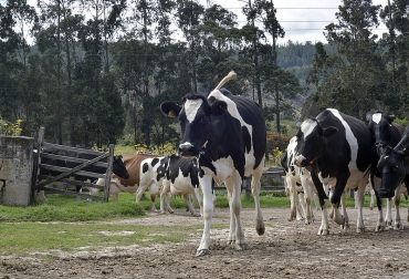 La harina de carne y hueso, utilizada en la producción de concentrados para mascotas, se obtiene de subproductos descartados por los frigoríficos y por servicios de inspección sanitaria. Foto: Agencia de Noticias UN. Ganadería, ganadería colombia, noticias ganaderas, noticias ganaderas colombia, CONtexto ganadero, Julián David Gómez, ingeniero agroindustrial de la Universidad Nacional sede Palmira, Refinal, harina de carne y hueso, concentrados para mascotas, cavidad torácica, cavidad abdominal, reses, cerdos, pollos, caballos, harina de pollo, vísceras, patas, cabezas, intestinos, Harina de sangre, agencia de noticias UN