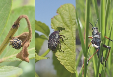 La trofobiosis hace referencia a la relación entre las plantas y los insectos. Foto: ganaderiaregenerativa.com Trofobiosis, relación planta insecto, planta, insecto, plagas, trofobiosis ganadería, agricultura, producción de forrajes, nutrición plantas, nutrientes, suelo, relación suelo planta animal, Francis Chaboussou, concepto trofobiosis, define trofobisis, significado trofobiosis, Ganadería regenerativa, Ganadería, Ganadería colombiana, noticias ganaderas, noticias ganaderas colombia, CONtexto ganadero