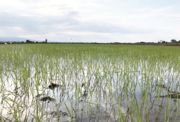 Para mantener los precios al productor, en 2020 se sembrarán 531.413 hectáreas de arroz. Foto: @arrozFLAR Arroz, Ordenamiento de la Producción, agricultura, Minagricultura, Fedearroz, precios, almacenamiento, CONtexto ganadero.