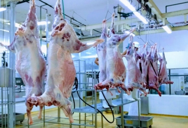 El trabajo se adelantó con Ovinos Pelo Corto cruzado con Dorper. Foto: Agrosavia. ganadería, ganadería colombia, noticias ganaderas, noticias ganaderas colombia, contexto ganadero, ovinos, ovinos colombia, agrosavia, agrosavia motilonia, lorena aguayo, ovino de pelo corto, razas ovinas, rendimiento en canal de ovinos,