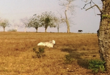 Las predicciones climáticas para el mes de febrero señalan que habrá una mayor probabilidad, del orden del 70 %, de que las precipitaciones se presenten por debajo de lo normal en gran parte del territorio colombiano.Foto: Cartilla Fedegán FNG- Minagricultura, ICA: Alternativas para enfrentar una sequia Colombia, ganadería bovina, tiempo seco, noticias ganaderas, noticias ganaderas de Colombia, Temporada seca, Ideam, tiempo lluvioso (marzo, abril, mayo, septiembre, octubre y noviembre), temporada “seca” o de bajas precipitaciones en las regiones Caribe, Andina y Llanos Orientales, disminución en el consumo de forrajes, stress calórico e hídrico, disminución en la producción de leche carne y natalidad, bloques multinutricionales, carga animal por hectárea, acacia forrajera, botón de oro, sauco