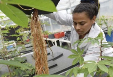 Con el método de aeroponía, el Ciat trabaja para conocer más sobre las raíces de la yuca para mejorar su productividad. Foto: mundoagropecuario.com Ciat, yuca, fitomejoradores, aeroponia, investigación, raíces, sistema radicular, auxina, desarrollo temprano, ganadería, ganadería colombia, noticias ganaderas colombia, contexto ganadero.
