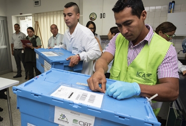 Colombia envió a la bóveda mundial de semillas, materiales de fríjoles y forrajes tropicales para su conservación internacional. Foto: ciat.cgiar.org germoplasma, semillas, banco, Cgiar, Ciat, colección, materiales, muestras, bóveda, Noruega, Palmira, forrajes, pastos, árboles, arbustos, Bioversity International, biodiversidad, cultivos, recursos genéticos, ganadería, ganadería colombia, noticias ganaderas colombia, contexto ganadero.