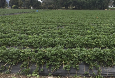Con la nanotecnología se busca tener cultivos más sanos y saludables que sean amigables con el ambiente. Foto: Cortesía Nanotecnología, Tecnología, agricultura, agro, latinoamerica, Colombia, fertilizantes, pesticidas, herbicidas, cultivos, Heladas, dron, calidad, hortalizas, Verano, Ganadería, ganadería colombia, noticias ganaderas colombia, CONtexto ganadero.