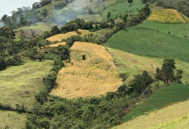 Una millonaria inversión permitirá que la quinua se continúe posicionando como un cultivo promisorio en Colombia. Foto: Agrosavia quinua, Agrosavia, Cauca, Unicauca, rendimientos, Producción, variedades, regalías, extensionistas, comercializadores, transformadores, Ganadería, ganadería colombia, noticias ganaderas colombia y contexto ganadero.
