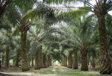 El sector palmero espera crecer en términos de área y producción durante el presente año, gracias a la recuperación de los precios. Foto: agriculturayganaderia.com palma de aceite, Fedepalma, exportaciones, importaciones, aceite crudo, aceite refinado, precios, Malasia, Indonesia, sudeste asiático, demanda, soya, girasol, fertilización, área, Producción, Ganadería, ganadería colombia, noticias ganaderas colombia, CONtexto ganadero.