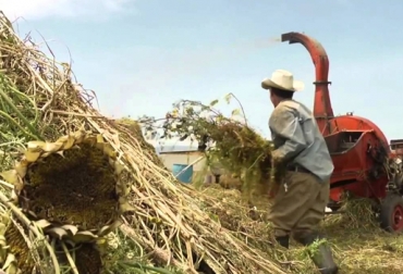 Agrofrance International tiene una propuesta agroindustrial del cultivo del girasol oleico para la transformación en silo para alimento del ganado, producción de aceite y elaboración de harina. Foto: SNICSsader Ganadería, ganadería colombia, Ganadería colombiana, CONtexto ganadero, noticias ganaderas, noticias ganaderas colombia, cultivo girasol, girasol, girasol oleico, silo de ganado, silo de girasol para ganado, harina de girasol, aceite de girasol, agrofrance international, agricultores, agricultores Colombia, ganaderos, ganaderos colombia