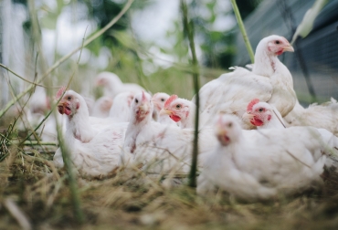 Las subastas virtuales, son una de las modalidades de compra más novedosas para los interesados en adquirir lotes de gallinas ponedoras. Foto: Cortesía. Ganadería, ganadería colombia, noticias ganaderas, noticias ganaderas colombia, CONtexto ganadero, subastas, Subastas por internet, subastas de gallinas por internet, subastas de aves por internet, superbid, Fenavi