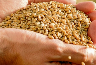 El uso de la semilla certificada es fundamental para tener buenos rendimientos y cultivos sanos. Foto: heraldo.es semillas, Acosemillas, certificada, cultivos, Siembra, protección, compromisos, TLC, forrajeras, malezas, Producción, Alimentos, comercialización, cosechas, Competitividad, Ganadería, ganadería colombia, noticias ganaderas colombia, CONtexto ganadero.