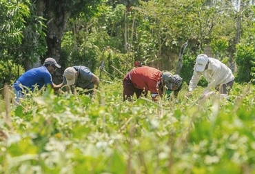 Las reservas mundiales de cereales se encuentran en niveles holgados y las perspectivas para el trigo y otros cultivos básicos importantes para 2020 son positivas. Foto: minagricultura.gov.co Ganadería, ganadería colombia, Ganadería colombiana, CONtexto ganadero, noticias ganadero, noticias ganaderas colombia, producción alimentaria, producción agrícola, coronavirus, COVID-19, transporte, transporte alimentos, ganaderos colombia, ganaderos
