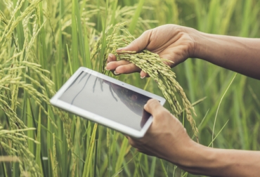 En la investigación no se observó relación entre la tasa de fotosíntesis a nivel de hoja y el rendimiento. Foto: freepik.es ganadería, ganadería colombia, ganadería colombiana, contexto ganadero, noticias ganaderas, noticias ganaderas colombia, cultivo de arroz, arroz, rendimiento cultivo arroz, desarrollo cultivo arroz, variaciones climáticas arroz, condiciones climáticas cultivo arroz, ganaderos, agricultores, ganaderos colombia