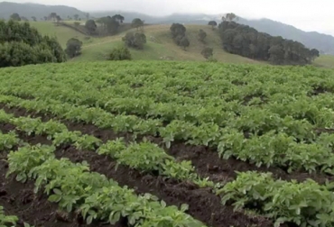 Los cultivadores de papa esperan que el gobierno reduzca los aranceles para la importación de insumos con el fin de poder ser competitivos. Foto: TVAgro papa, Fedepapa, insumos, importaciones, Papa congelada, fertilizantes, Europa, Minagricultura, aranceles, Dumping, antidumping, empresas, Seguridad Alimentaria, finagro, crédito, comercialización, Ganadería, ganadería colombia, noticias ganaderas colombia, CONtexto ganadero.