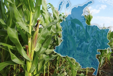 En Colombia sigue creciendo el área sembrada con cultivos transgénicos siendo el maíz y el algodón los más importantes. Foto: elcampesino.co - aumentaty.com transgénicos, Alimentos, maíz, algodón, área, Agrobio, ICA, siembras, flores, Meta, Tolima, Valle, semillas, rendimiento, agricultores, Tecnología, Ganadería, ganadería colombia, noticias ganaderas colombia, CONtexto ganadero.