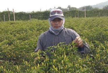 Productores de ají tabasco en el Valle del Cauca lograron vender su producción antes de la cosecha y sirve como materia prima para la elaboración de productos de exportación. Foto: URT ají, exportación, Estados Unidos, Europa, Asia, restitución, transformación, agroindustria, Valle, cosecha, frutos, proyectos productivos, siembras, comercialización, coseche y venda a la fija, ganadería, ganadería colombia, noticias ganaderas colombia, contexto ganadero