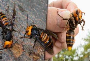 El avispón gigante es un peligro para la agricultura porque acaba rápidamente con las abejas y de ahí la alerta temprana lanzada por el ICA si llega a aparecer este animal en Colombia. Foto: Cortesía avispón, abejas, alerta temprana, ICA, control, muerte, expansión, Estados Unidos, buques, contenedores, plaga, cultivos, peligro, aguijón, obreras, reinas, ganadería, ganadería colombia, noticias ganaderas colombia, contexto ganadero